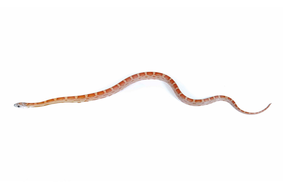 Pantherophis guttatus, sunkissed motley Pantherophis guttatus, sunkissed motley