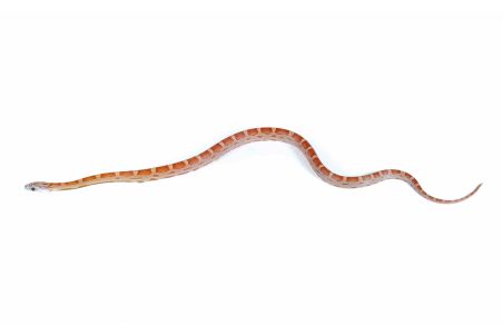 Pantherophis guttatus, sunkissed motley