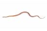 Pantherophis guttatus, sunkissed motley