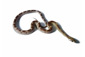 Pantherophis guttatus, amber motley