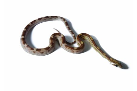 Pantherophis guttatus, amber motley
