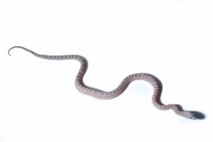 Pantherophis guttatus, scaleless ghost