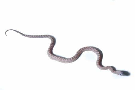 Pantherophis guttatus, scaleless ghost