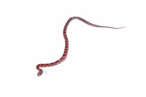 Pantherophis guttatus, lava