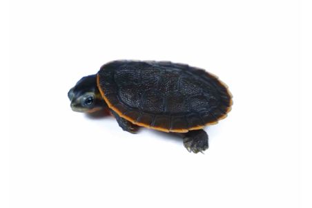 Emydura subglobosa, 4-5 cm