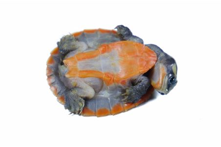 Emydura subglobosa, 4-5 cm