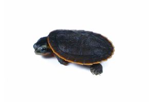 Emydura subglobosa, 3 cm