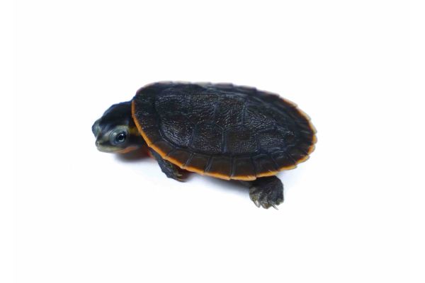 Emydura subglobosa, 3 cm