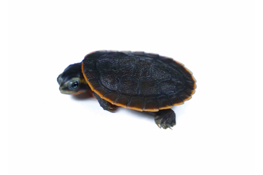 Emydura subglobosa, 3 cm Emydura subglobosa, 3 cm