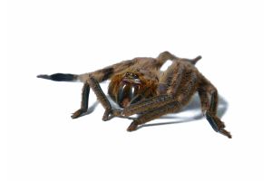 Gnathopalystes kochi