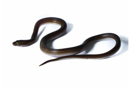 Boaedon (Lamprophis) lineatus