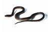 Boaedon (Lamprophis) lineatus