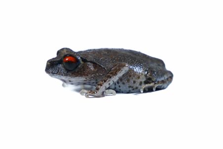 Leptobrachium hendricksoni Leptobrachium hendricksoni