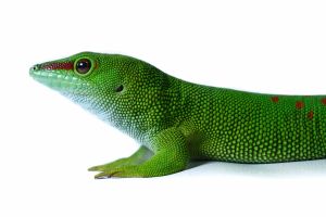 Phelsuma grandis, adulte