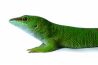 Phelsuma grandis, adulte