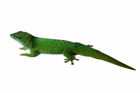 Phelsuma grandis, adulte