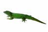 Phelsuma grandis, adulte