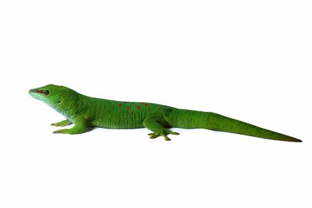 Phelsuma grandis, adulte