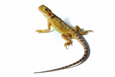 Pogona vitticeps, hypo translucent red, sub adulte