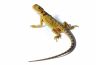 Pogona vitticeps, hypo translucent red, sub adulte