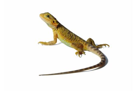 Pogona vitticeps, hypo translucent red, sub adulte