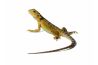 Pogona vitticeps, hypo translucent red, sub adulte