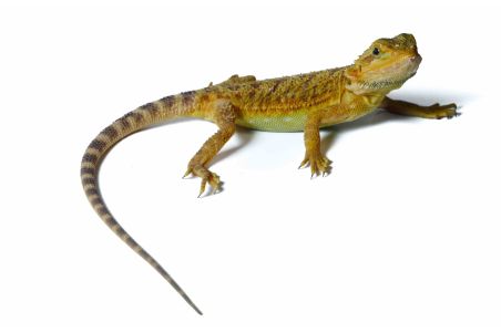 Pogona vitticeps, hypo translucent red, sub adulte