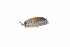 Porcellio silvestri
