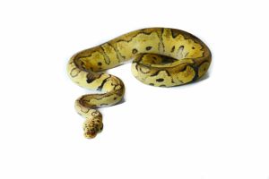 Python regius, clown pastel