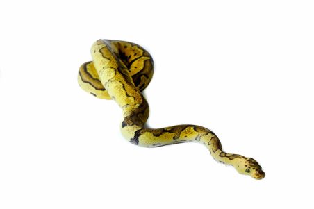 Python regius, clown pastel