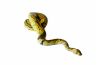 Python regius, clown pastel