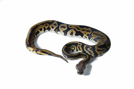 Python regius, clown pastel