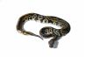Python regius, clown pastel