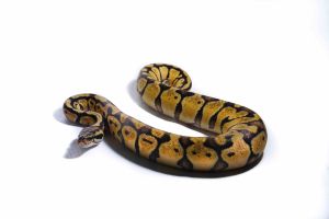 Python regius, pastel vanilla
