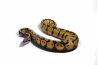 Python regius, pastel vanilla