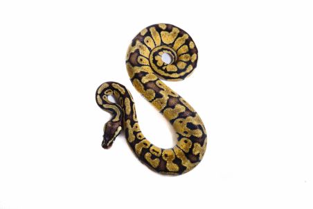Python regius, pastel vanilla