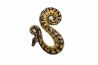 Python regius, pastel vanilla