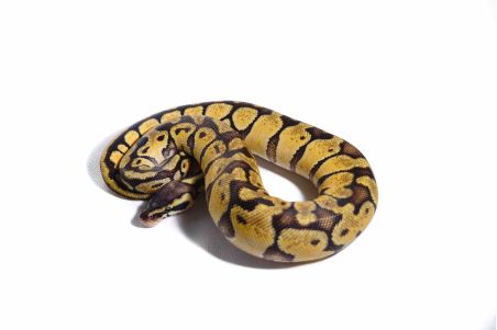 Python regius, pastel vanilla