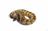 Python regius, pastel vanilla