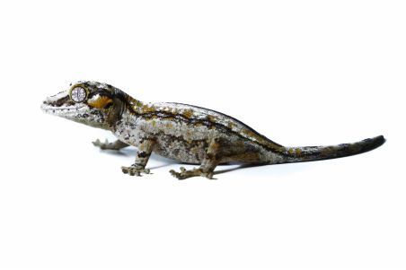 Rhacodactylus auriculatus, stripe