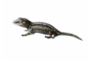 Rhacodactylus auriculatus, stripe