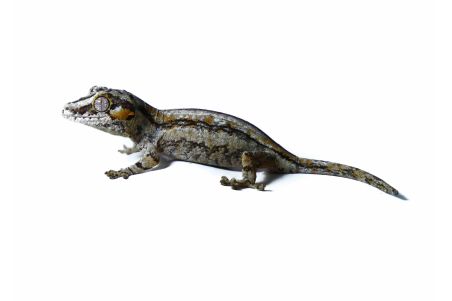 Rhacodactylus auriculatus, stripe