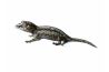 Rhacodactylus auriculatus, stripe