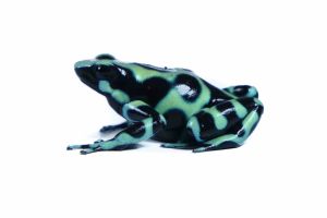 Dendrobates auratus, Cahuita