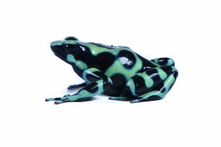 Dendrobates auratus, Cahuita