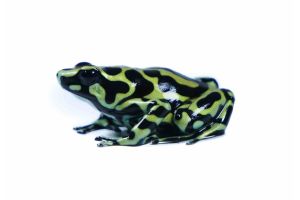 Dendrobates auratus, Columbian