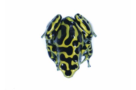 Dendrobates auratus, Columbian