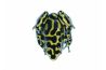 Dendrobates auratus, Columbian