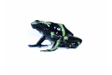 Dendrobates auratus, Palmar Norte