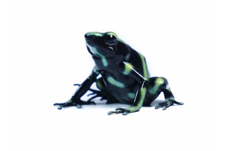 Dendrobates auratus, Palmar Norte